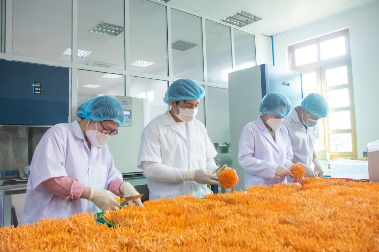 Đông trùng hạ thảo bioTTU